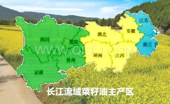濃香菜籽油成套設備，企鵝糧油機械品質出眾(圖1)